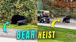 Bear Breaks Into Storage Shed for Trash Bag Heist
