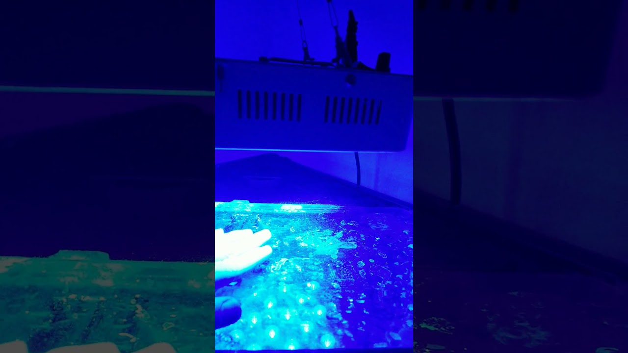 Zero In Watt Shine 180 W blue light review