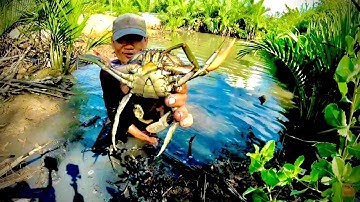 Săn bắt ẩm thực đồng quê -Tập 21- Cắm câu cá thòi lòi may mắn được cua khủng-Săn Bắt Nhà Bè