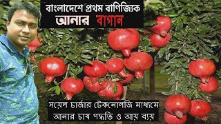 আনার ফল চাষ করে ১৬ লক্ষ টাকা আয় হবে আশাবাদী মোকাররম - চাষ পদ্ধতি ও আয় ব্যয় - Pomegranate Farming