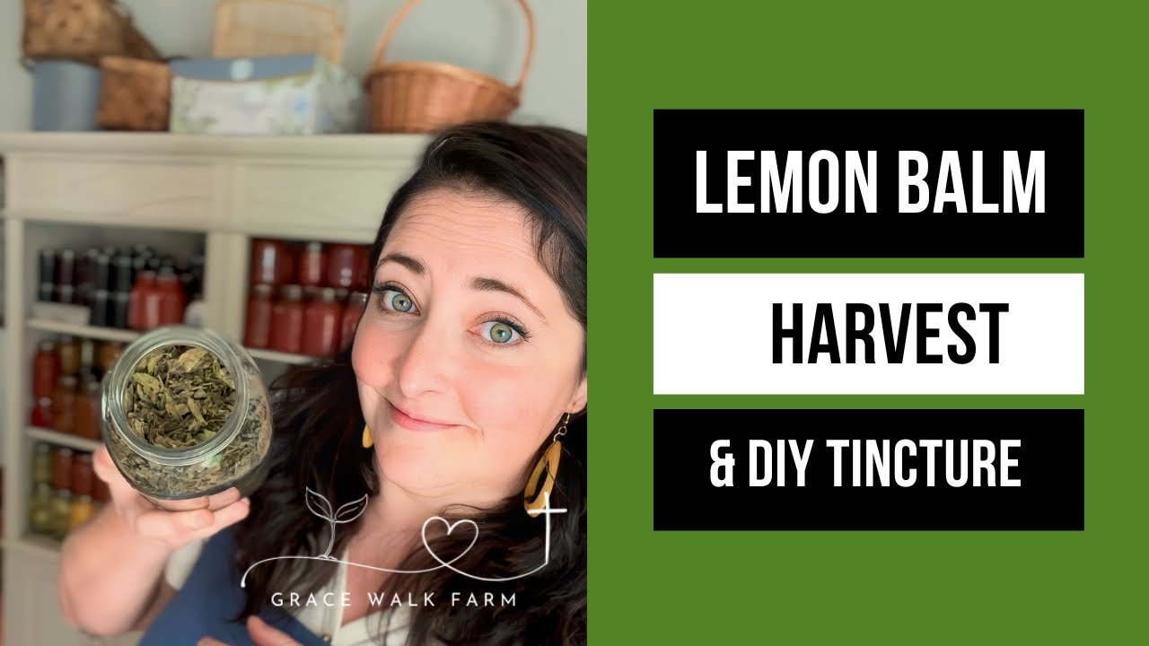 Lemon Balm Harvest and Tincture YouTube