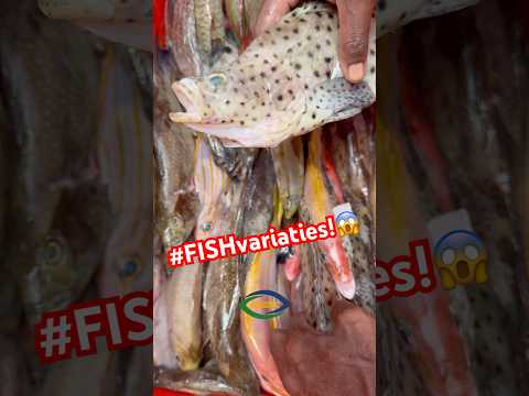 هونیارا جزایر سلیمان ماهی همه جا هست تازه و ارزان ترین کنار جاده ویدیوی کوتاه شورت