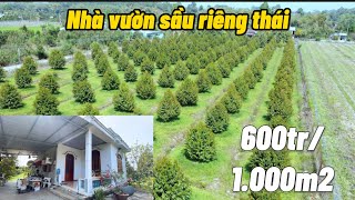 “ Đã bán “ bán nhà vườn sầu riêng thái 2 mặt tiền vào thu, hàng trăm cây đều như một !