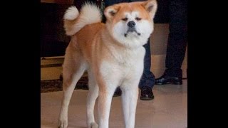 Собака Президента вызвала радость или испуг японской делегации