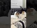 Funniest cats and dogs videos of the week try not to laugh😂 #cats #dogs #funnypets #funnyvideos