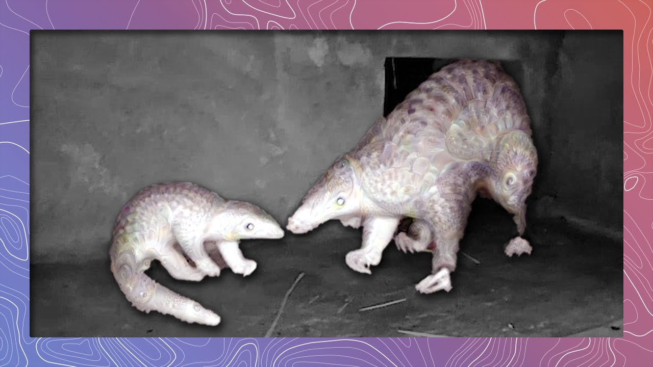 Mother and Baby Pangolin Share an Intimate Moment - YouTube