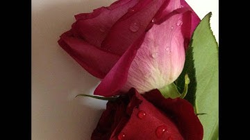 سورة الحاقة كاملة للشيخ محمد المحيسني رمضان 1433
