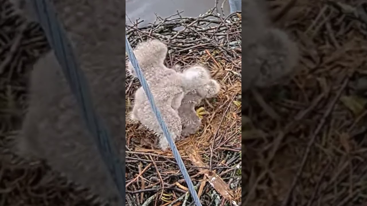 [P1075] Review birds nest life, mom birds brings food to feed her babies in their nest 