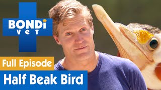 Fixing A Bird With Half A Beak | FULL EPISODE | S8E1 | Bondi Vet