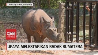 Upaya Melestarikan Badak Sumatera yang Terancam Punah