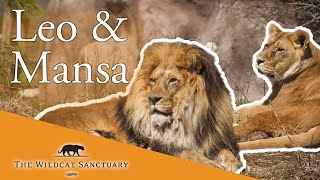 WATCH Lounging Lions Leo & Mansa Day 5 || The Wildcat Sanctuary
