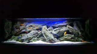 720 Liter Malawi Aquarium Buntbarsch Mbuna Besatz Nach 25 Jahren Laufzeit Rockzolid Hardscape