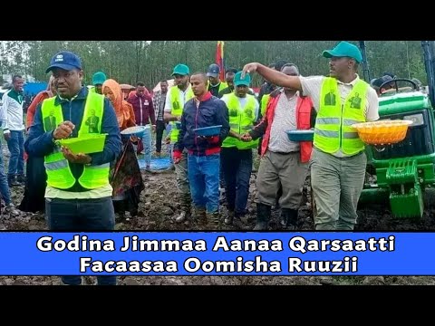 Facaasaa Oomisha Ruuzii Godina Jimmaa Aanaa Qarsaatti