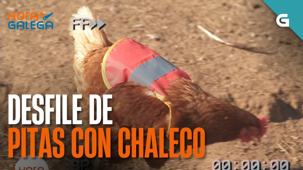 PITAS con CHALECO para que non as coma o RAPOSO | HORA GALEGA