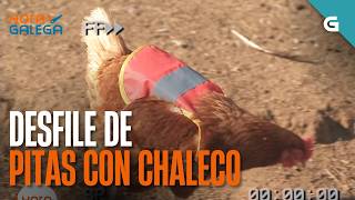 PITAS con CHALECO para que non as coma o RAPOSO | HORA GALEGA