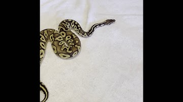 PASTAVE BALL PYTHON #shorts