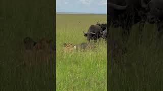 Buffalos Save a Calf from a Lioness