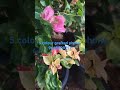 #gardenplants #gardentrees