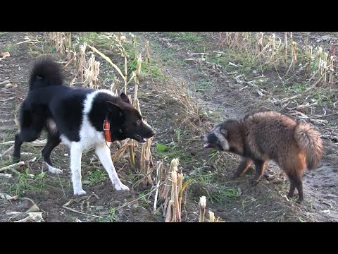 Охота с лайкой на енотовидных собак