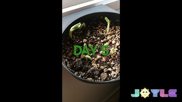 Beans seeds Time-Lapse - 13 days | Soil cross section