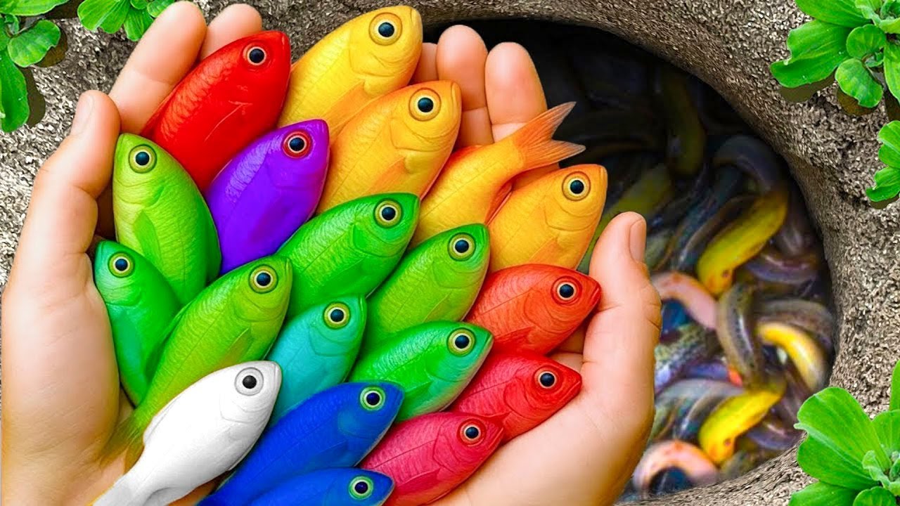 В небольших прудах можно поймать красивых аквариумных рыбок: детенышей черепах, угрей, карпов кои...