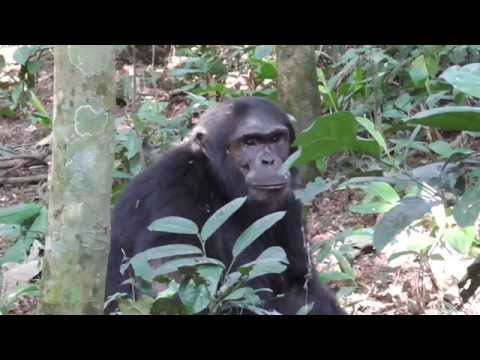 Kibale Forest NP, Chimps