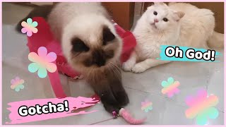 Heartwarming Cat Eli Shares Toy Prey with Feline Friend Mocha