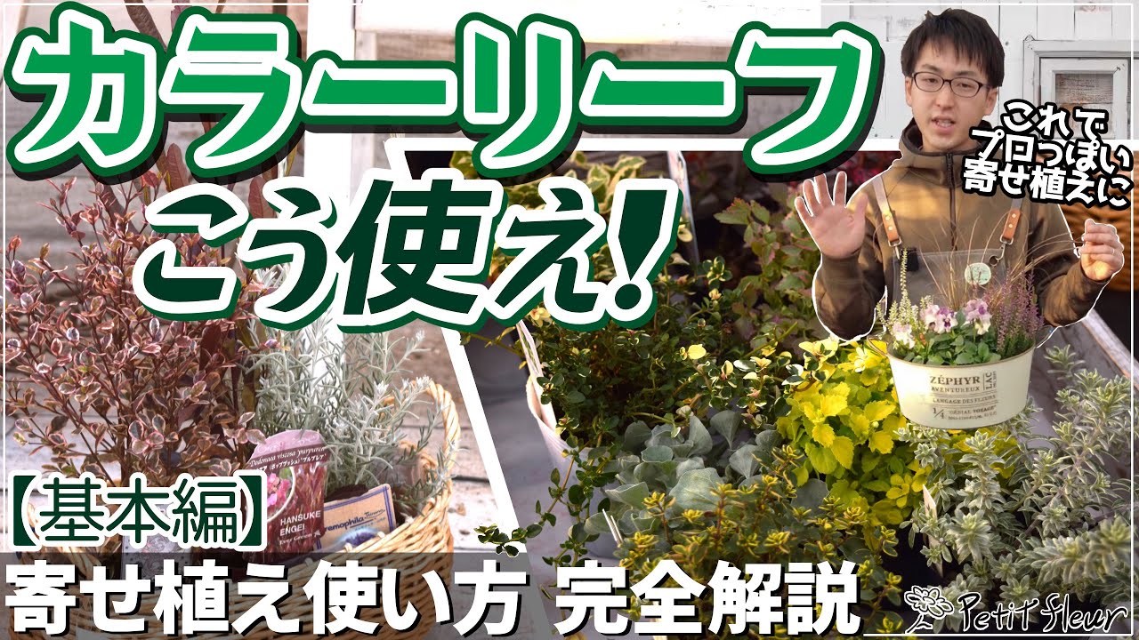 寄せ植え必須アイテム】カラーリーフはこう使え！～基本編～ 寄せ植え