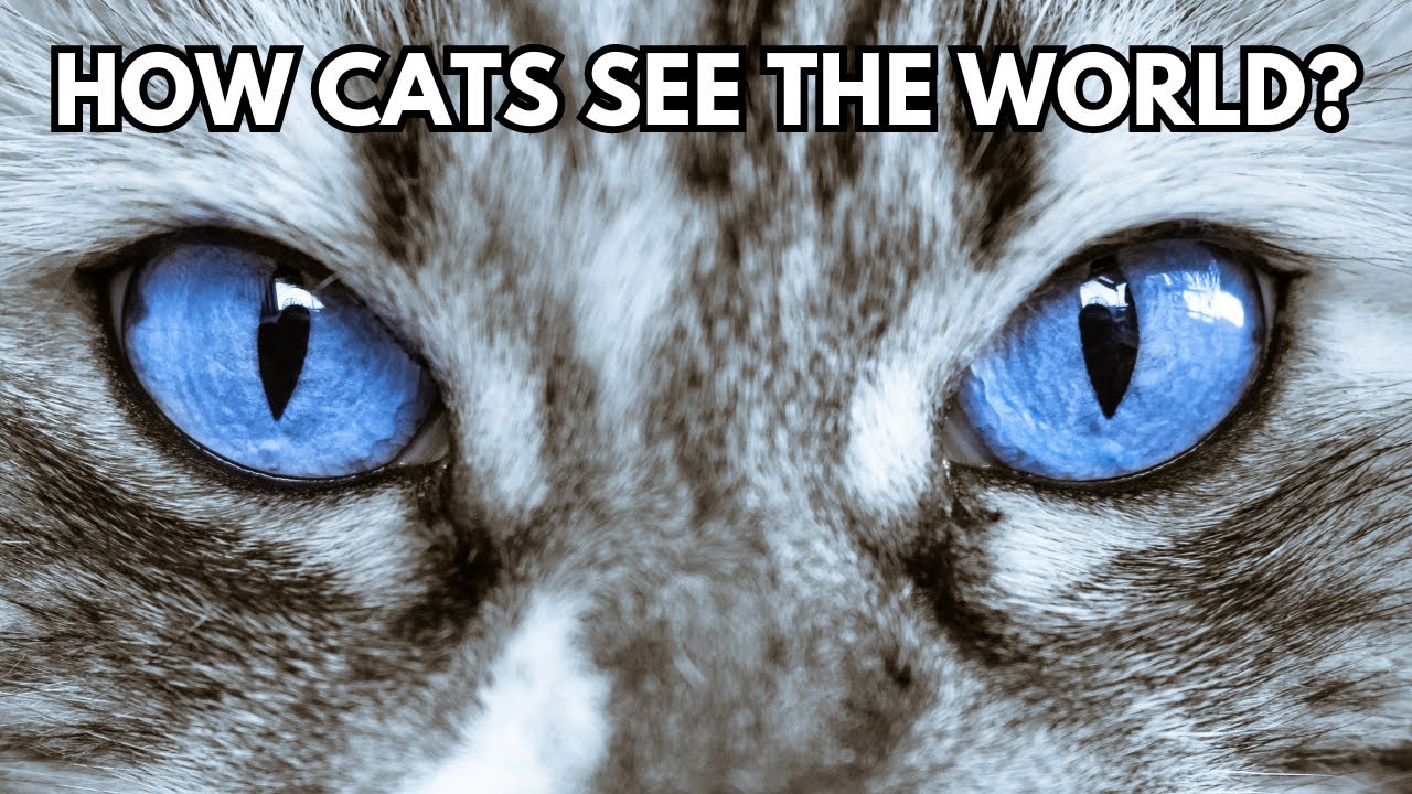 How do cats see? Cat vision explained
