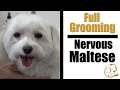 Nervous Maltese | Full Grooming