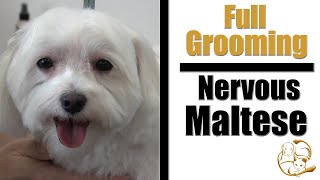 How To Groom An Anxious Dog | Pro Grooming Tips !