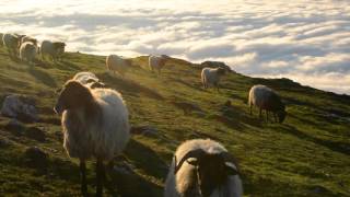 Ardi Latxa Muturbelz Adarrarekin.aralar.