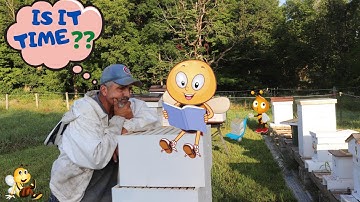 When Should You Add A Second Deep Brood Box ( Aug 2020 )