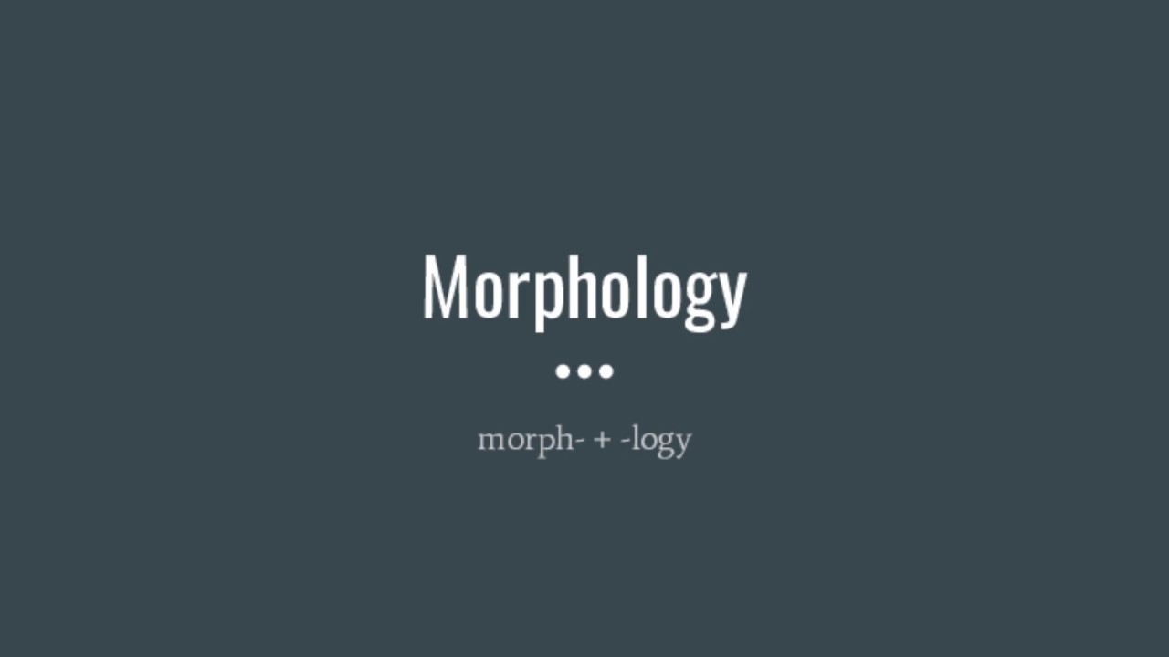 Morphology