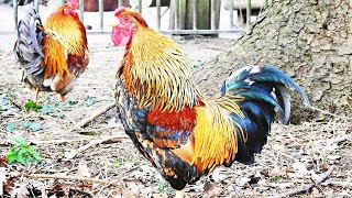 Horoz Ötme Derleme , Horoz Sesi , Rooster crowing sounds Effect 2021