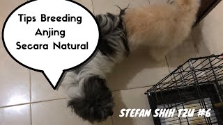 BREEDING SHIH TZU DOG !! (TIPS MENGAWINKAN ANJING) #shihtzudog #dogbreeder #breedingdog