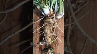Huge Horseradish Roots