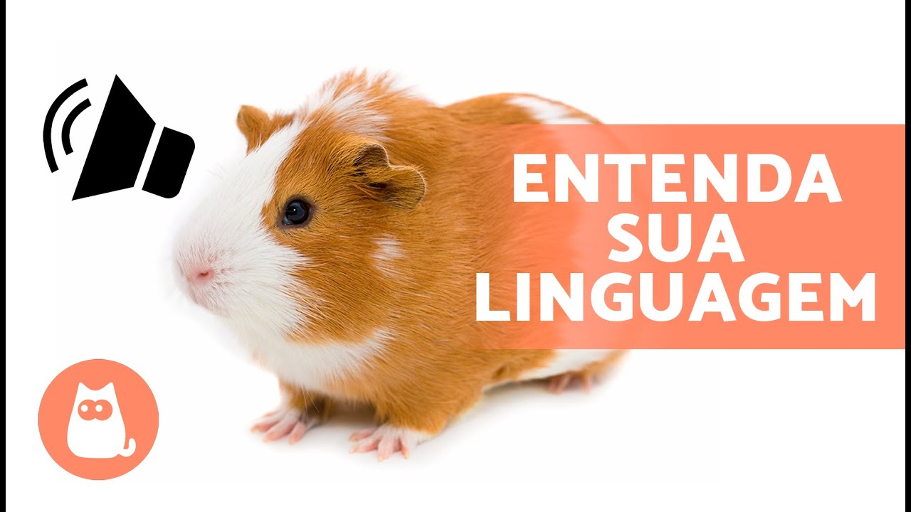 SONS de porquinhos-da-índia e seus SIGNIFICADOS 🐹 O que ele está tentando te dizer?