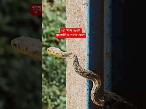 🪱 সাপ এখন গৃহপালিত পশুর মতো  #সতর্কমূলকভিডিও #nijedermidia