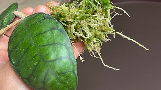 видео: Укоренение хой во мхе 🌱 Мои стеклянные теплички спустя две недели😲🌿 #хойи #укоренение картинка: Укоренение хой во мхе 🌱 Мои стеклянные теплички спустя две недели😲🌿 #хойи #укоренение