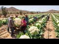 Coliflor Blanca Gigante Creciendo en el Desierto Árido 😱 | Cosecha Impresionante 🥦