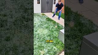 Burning Cottonwood Fluff