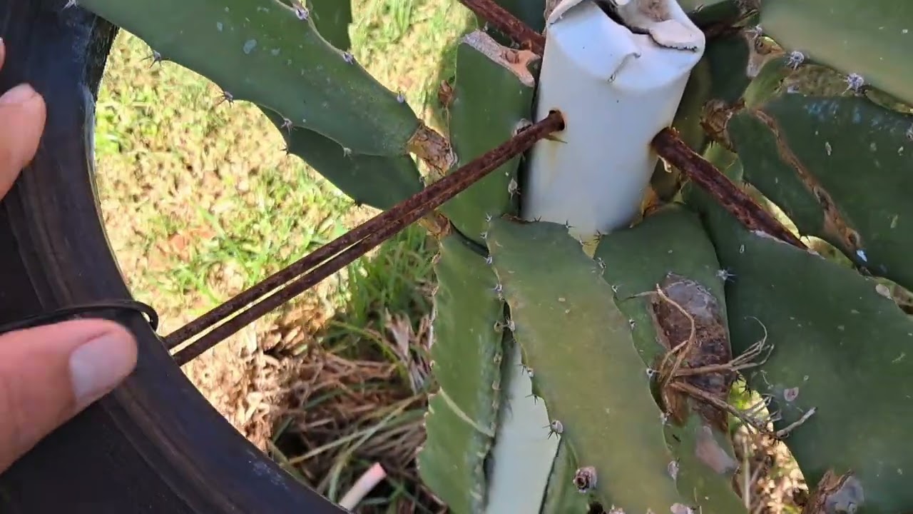 Atualiz do quintal 15/2/26 Vamos ver nossas pitayas!