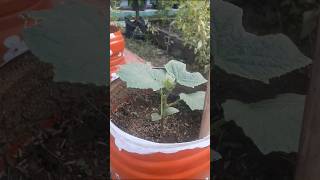 Download Lagu menanam timun di galon bekas#shotrs MP3