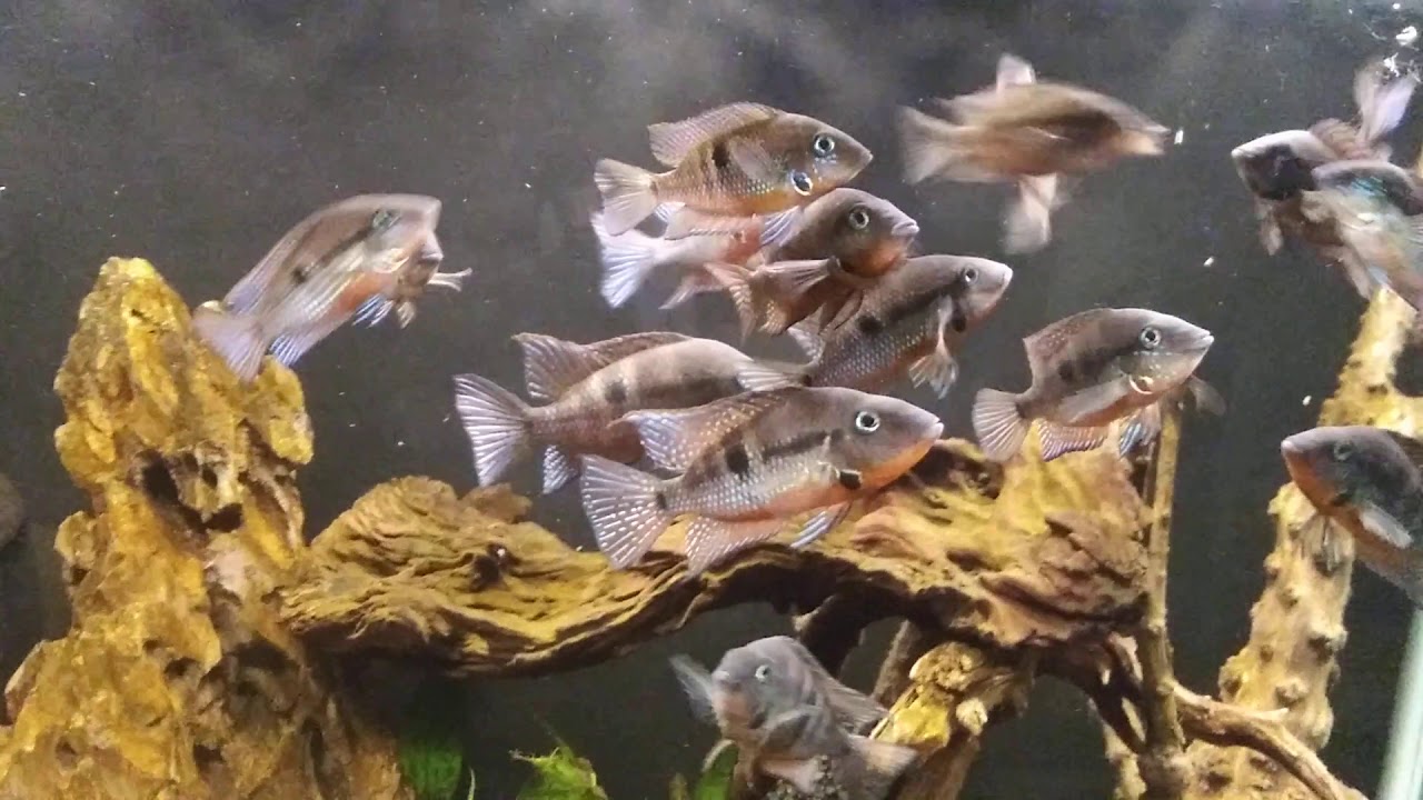 Upgraded Firemouth Cichlid Tank! YouTube