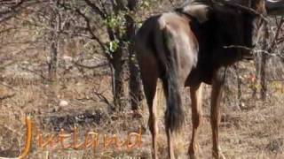 Jutland Afrique du Sud screenshot 4