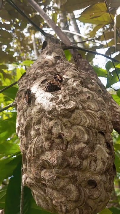 waspadalah 😱😱😱 jika bertemu tawo ini _klo di sengat bisa panas dingin 🤭🤭🤭 #viralvideo #vyp #hutan