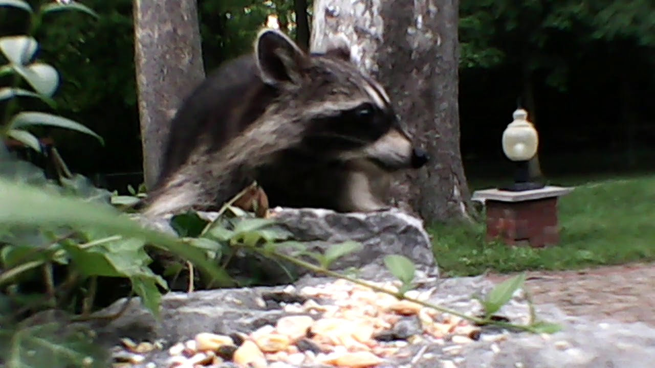 Raccoon eating seed YouTube