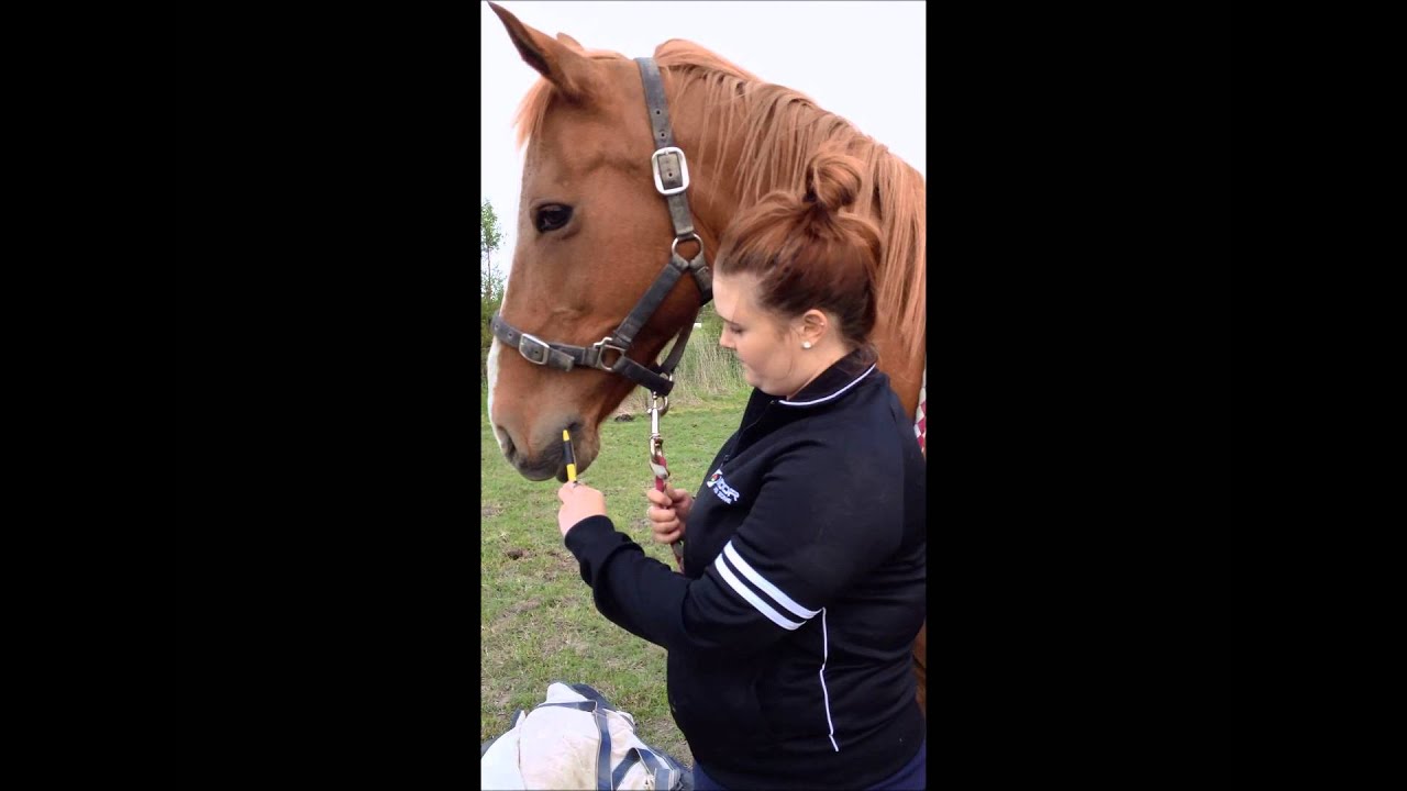 Hannah Horse Oral medication YouTube
