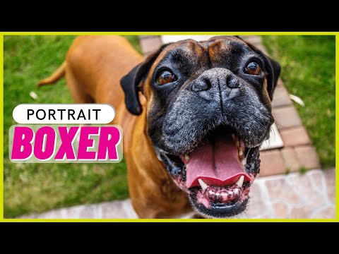 Video: Wie groß ist ein ausgewachsener Boxerhund?